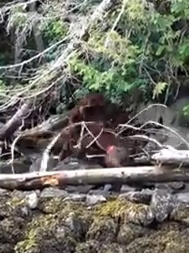 Grizzly Bear Battle, grizzly Bear fighting. ep 11 #bear #bears #wildlife #animals #salmon #nature #bearfishing #wildlifetiktok #animalfacts #fyp