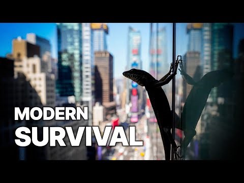 Darwin in Times Square | How Wildlife Hacks the City