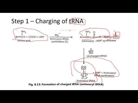 Translation Day-13 40 days 40 sureshot topics