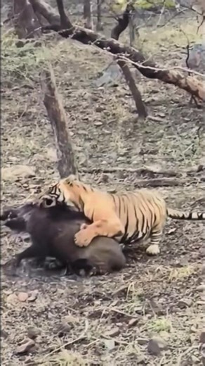tiger attacks warthog