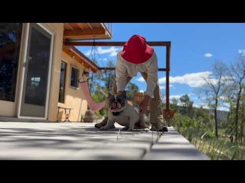 How your words, timing, & body language influence your communication w your dog (down, stay, & yes!)