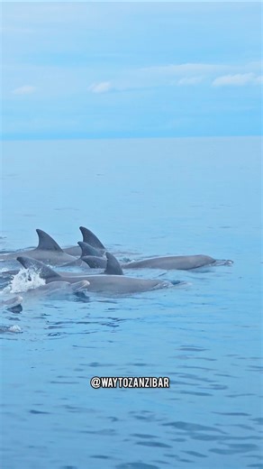 Swimming With Dolphins & Snorkeling in Zanzibar | Mnemba Island | #travel #beachlife #beach