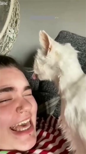 Slow Cat makes chaos - Best Moments 💣 Explosive Funny!