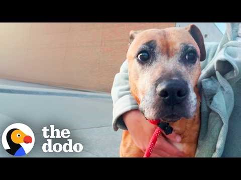 Mama Dog Dumped At The Shelter Walks Herself Into A Better Life | The Dodo