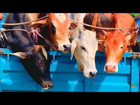 Cow unloading, cow videos, cow video, big cow, goru hamba cow, Ep 323