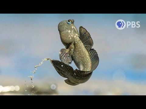 This Fish Walks on Land and Leaps for Love | Deep Look