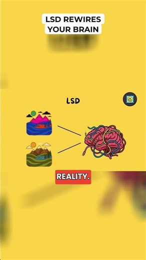 LSD Rewires Your Brain