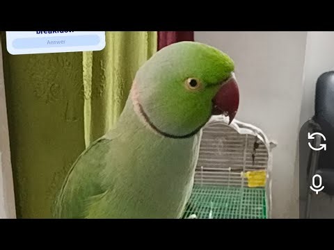 anuandsuji is live! Ring Neck Parrot Live 🦜