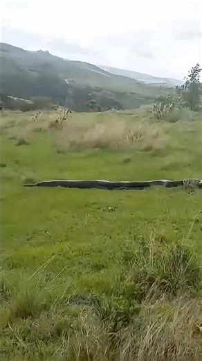 Dangerous Giant Snake Spotted | Huge African Rock Python Snap Attack