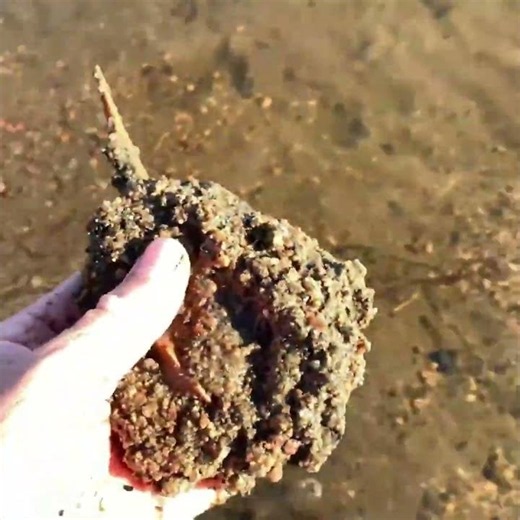 Horseshoe Crab – That Long Tail Can Totally Grow Back If Broken!