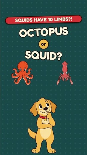 Octopus vs Squid: What's the Difference? 🐙 #Shorts