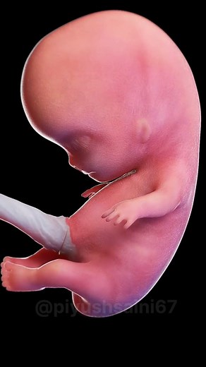 Development of a human foetus | 3D animation| #biology #animation #foetus #embryodevelopment #shorts
