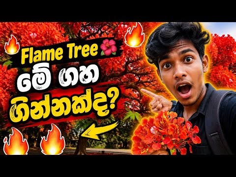 Flame Tree – Madagascar සිට ලොවට පැතිරුණු ගින්නක් වගේ ලස්සන ගහක්Flame Tree | Delonix Regia