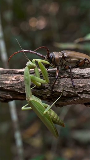 Praying Mantis vs Longhorn Beetle The Fight Takes a Wild Turn!