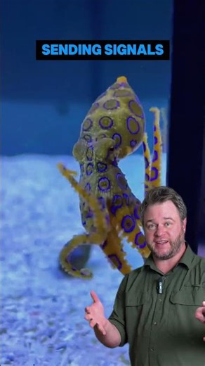 The Blue Ringed Octopus... Cute but Deadly