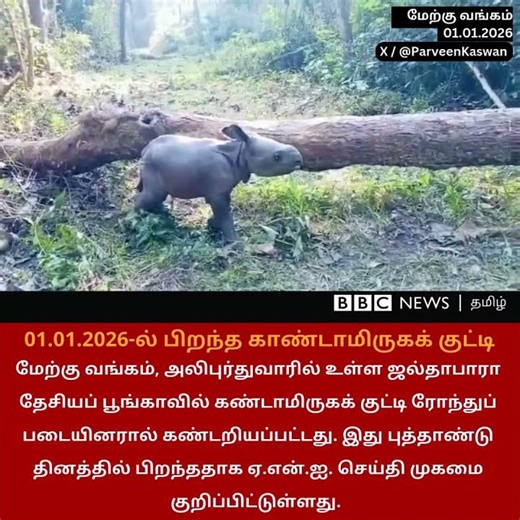 புத்தாண்டின் முதல் நாளில் பிறந்த காண்டாமிருகக் குட்டி