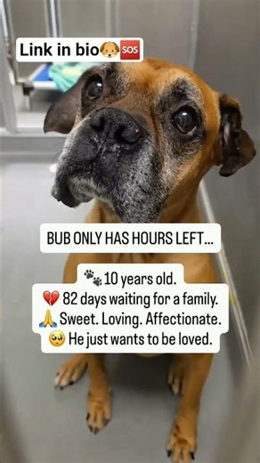 🐶🆘️ BUB IS OUT OF TIME. 💔