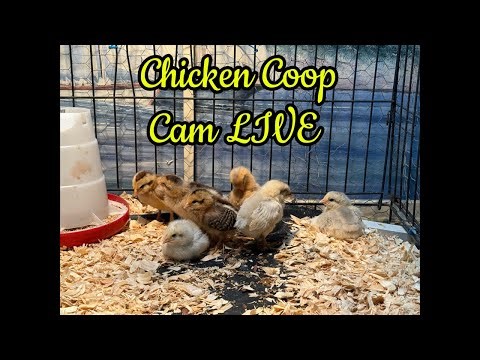 5/2 Chicken Coop Cam LIVE. #chickens #chicks #bunny #backyardChickens #birdwatching #homestead