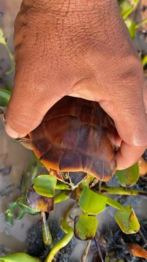 Episode # 24 I Catch Turtle in Tony Pond