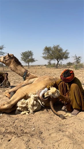 مزارع ينظف بطن الجمل ويُخرج كميات كبيرة من الأوساخ… مشهد صادم لا يُصدق! 😱🐪🔥