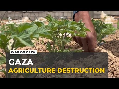 Gaza agriculture devastated: War expands and farmland falls under Israeli control