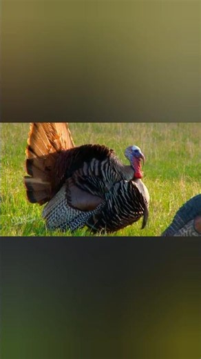 🦃 Epic Wild Turkey Hunting Adventure | The Perfect Shot! #TurkeyHunting #Hunting #TurkeyHunting