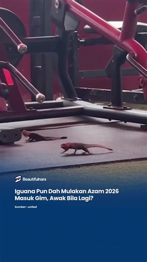 Rasa tergugat sikit tengok iguana pun dah pergi gim ni.. #NaraViral #NaraTrending #videolawak