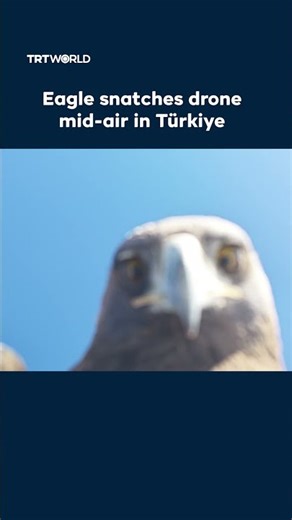 Eagle snatches drone mid-air in Türkiye