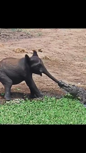 Why Crocodile Attack So Dangerously By info fact News