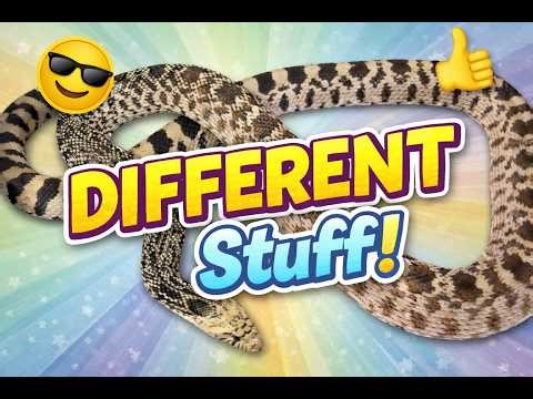 Pituophis and a Carpet Python