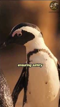 Are penguins the masters of facial recognition? 🐧