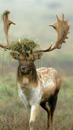 Majestic Brown Stag Walking Through the Wild | Nature's Gentle Giant