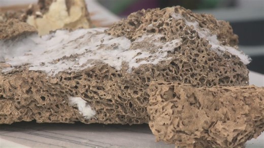 Understanding the swarm: How to protect your home from termites