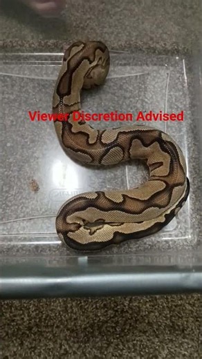 Viewer Discretion Advised: She Hadn't Eaten in 3 Weeks... Will She Finally Take Her First Meal? 🐍🐭
