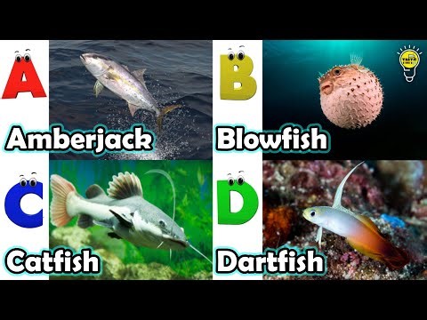 Sea animals for kids | ABC phonics animals | ABC Sea Animals song | English and Animals for Kids