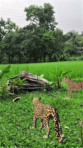 Frenzy in the forest following an attack by two leopards🐆 #vfx #leopard #usashorts #viral #wildlife