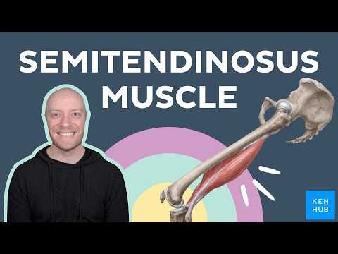 Semitendinosus muscle: Anatomy and functions