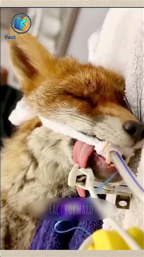 🦊 Unbelievable! The Fox Returned To Say Thank You With A Surprise! 🥺❤️ #humanity