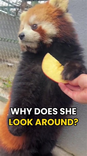 Why Does This Red Panda Look Around Before Eating? #shorts