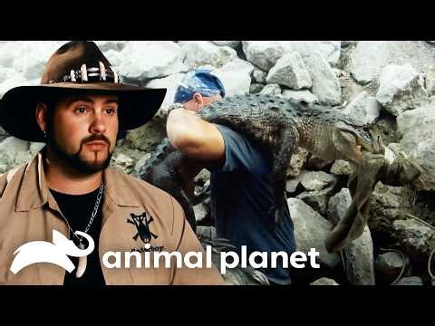 Dangerous Gator Rescues with the Boys | Gator Boys | Animal Planet