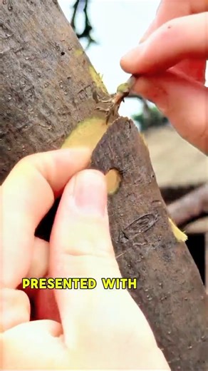 Simple Drill Grafting Technique for Fruit Trees | Easy Plant Propagation