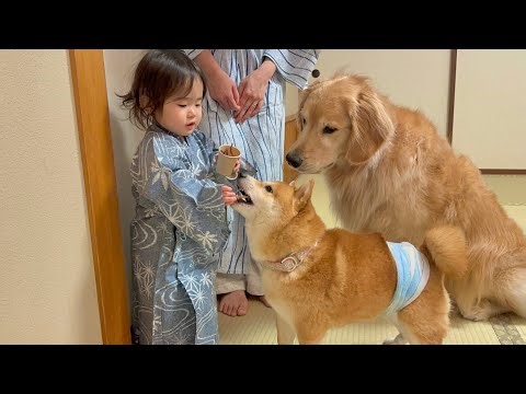 お土産を持って帰ってきてくれた1歳児を歓迎する豆柴とゴールデンレトリバー