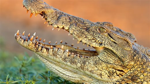 This crocodile ate a man - and people just watched