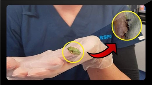 Veterinarian performs lifesaving surgery on tiny tree frog using precision techniques