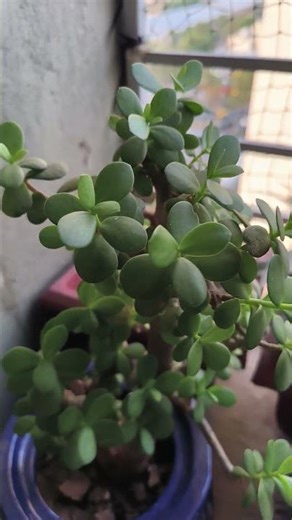 Jade Plant benefits #jadeplant #jadeplantcaretips