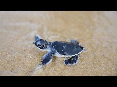 Tiny turtles take their first steps towards the sea