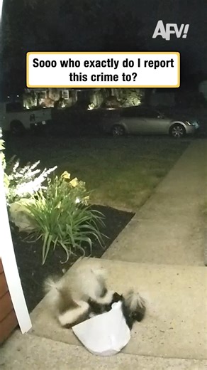 Something smells off about this 🦨 #afv #funnyvideos | America's Funniest Home Videos