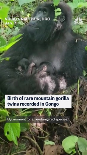 A mountain gorilla has given birth to twins in war-ravaged eastern Congo, a national park said, in what it described as “a major event” for the endangered subspecies. | NBC News