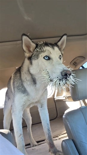 The Truth About Porcupine Quills #shorts