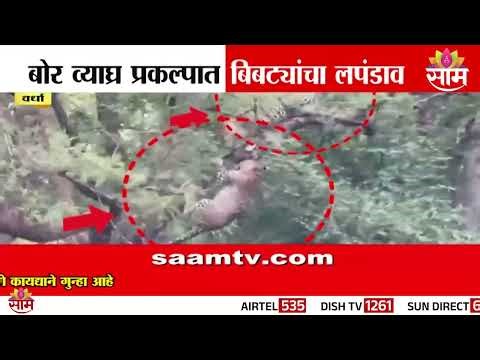 बोर व्याघ्र प्रकल्पात बिबट्याचा लपंडाव | Vardha Leopard News